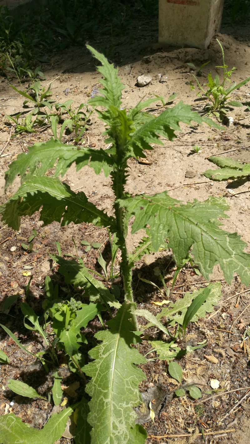 日月峡中草药268飞廉3老牛锉