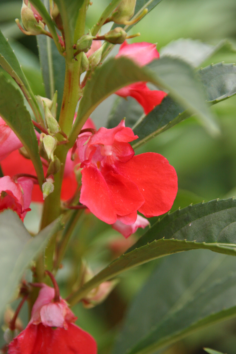 日月峡中草药288凤仙花1