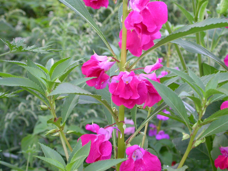 日月峡中草药288凤仙花1
