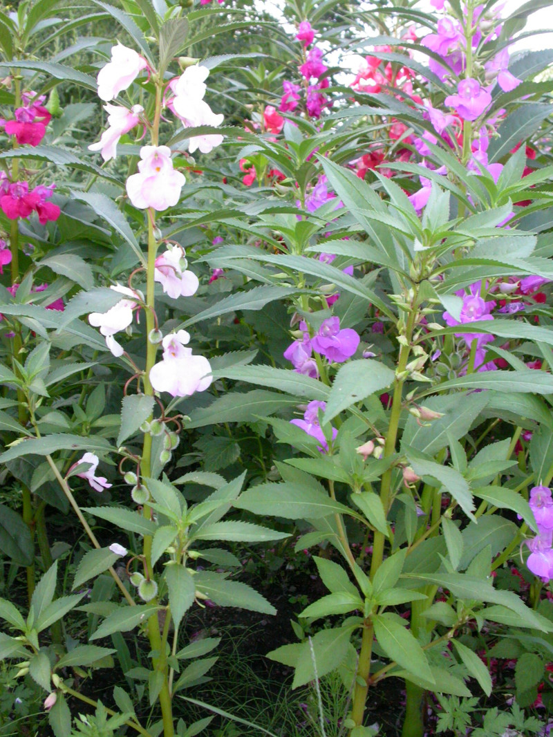 日月峡中草药288凤仙花1