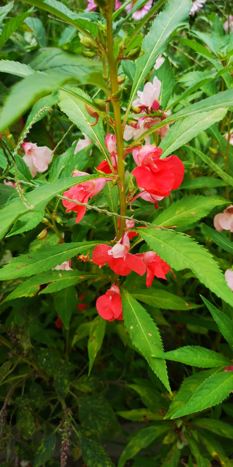 日月峡中草药290凤仙花3