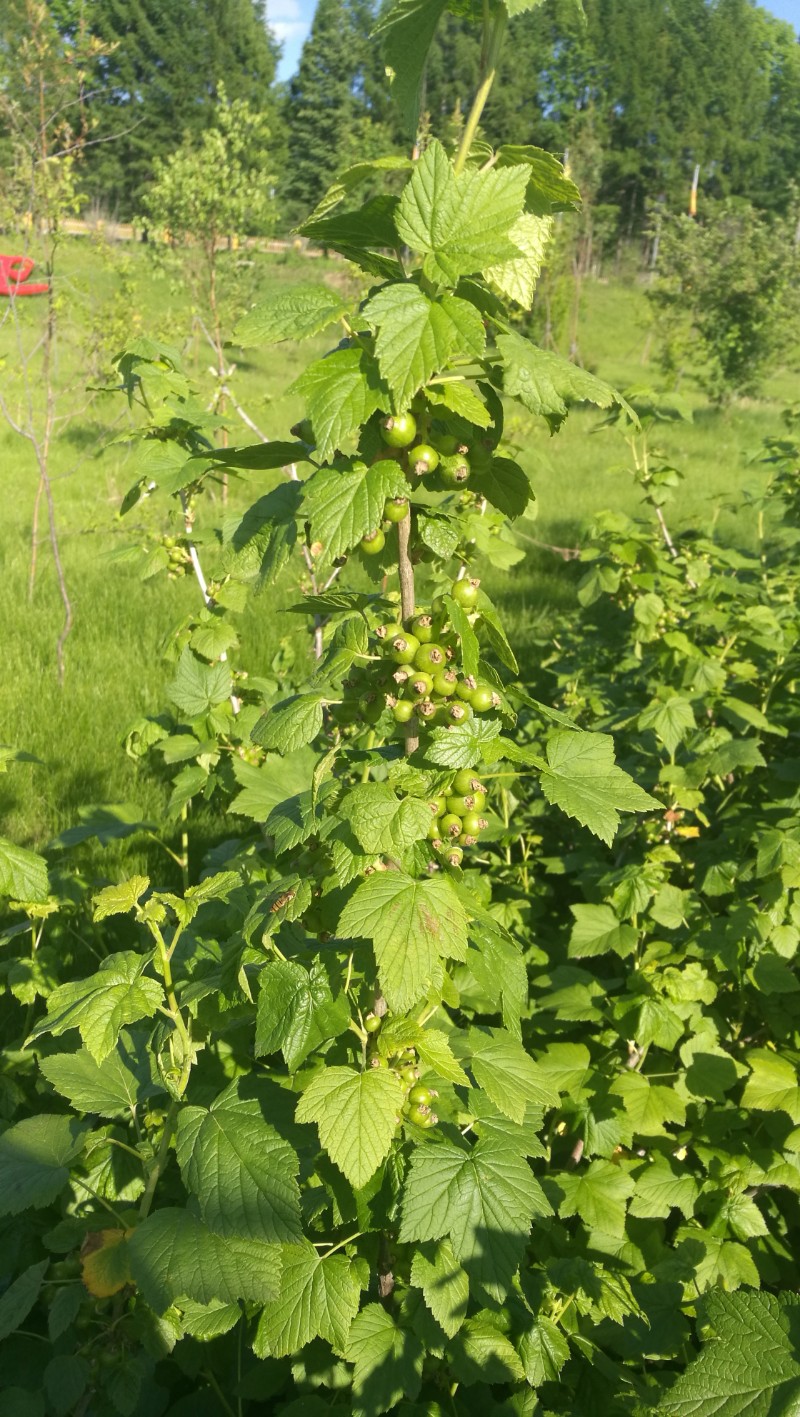 日月峡中草药355黑豆果3黑茶藨子