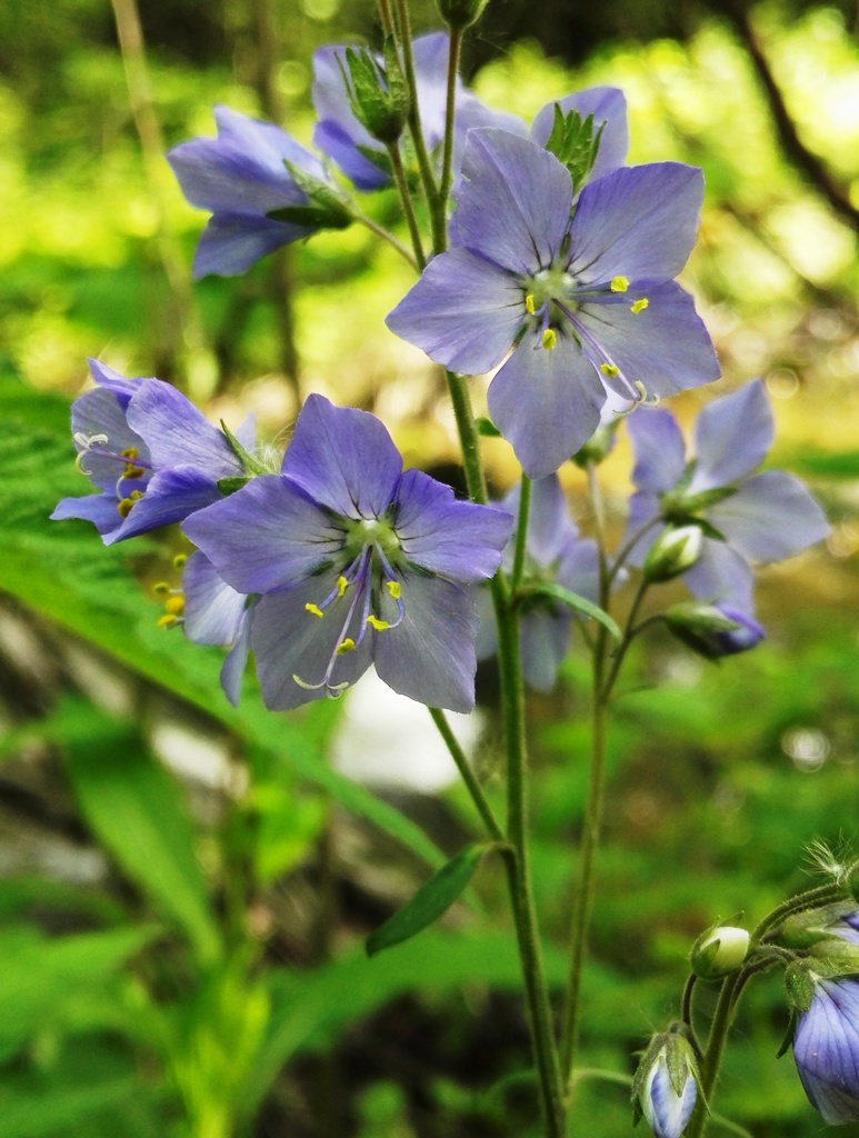 日月峡中草药(410-花荵5