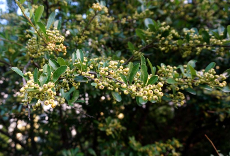 日月峡中草药455火棘1