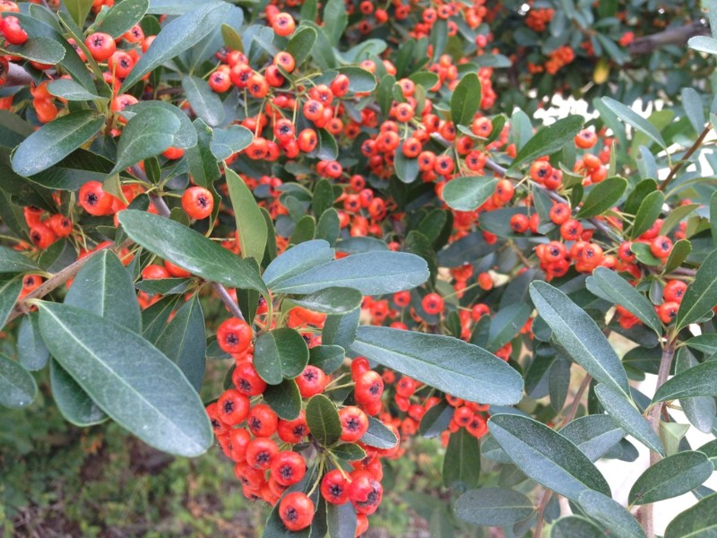 日月峡中草药456火棘2