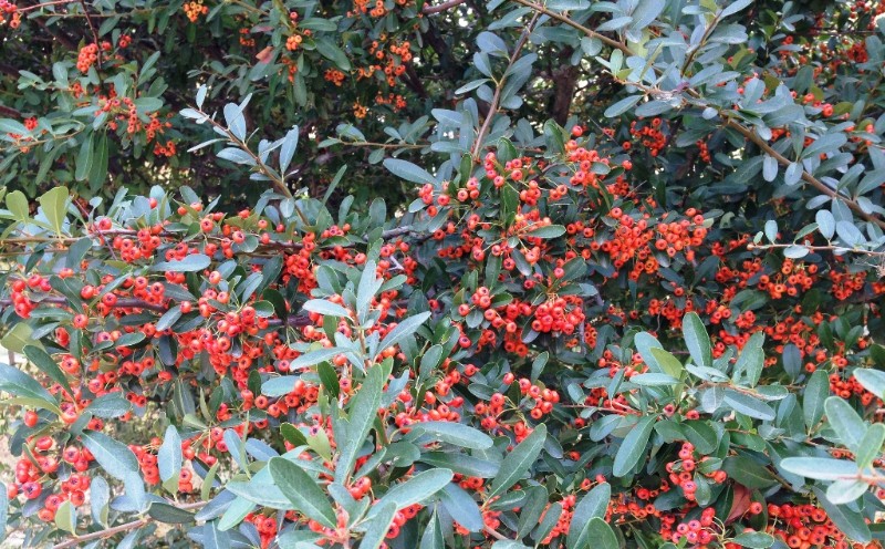 日月峡中草药456火棘2