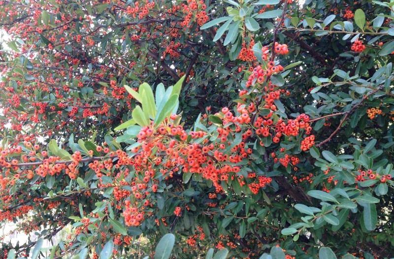 日月峡中草药456火棘2