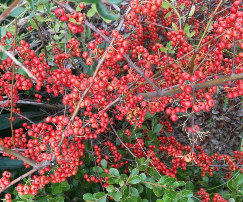 日月峡中草药(457)--火棘3