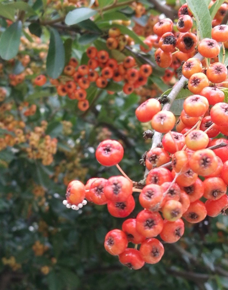 日月峡中草药457火棘3