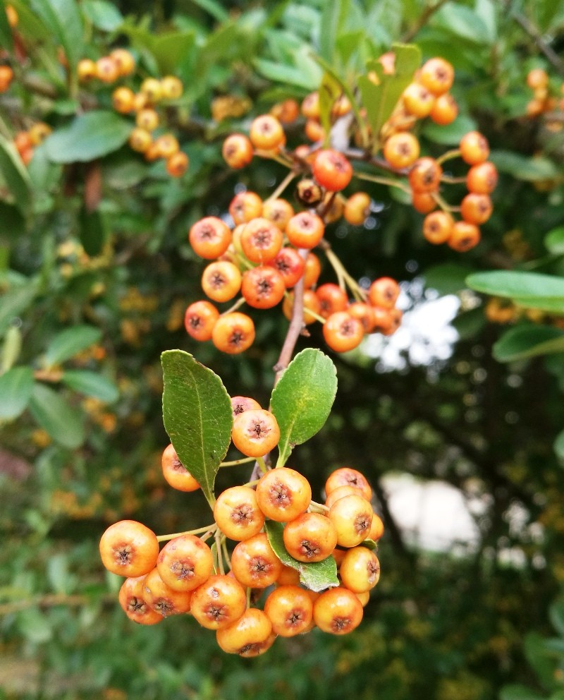 日月峡中草药457火棘3