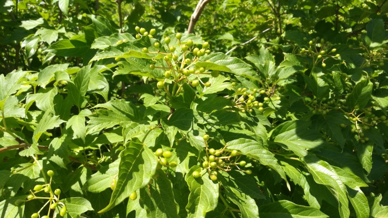 日月峡中草药474鸡树条6