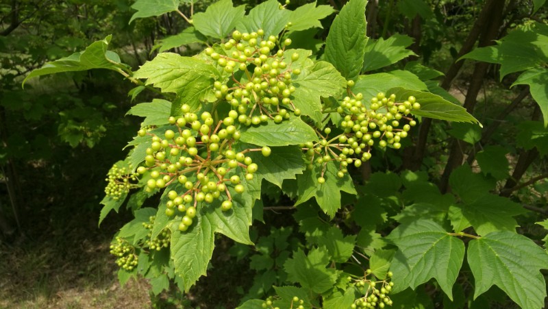 日月峡中草药474鸡树条6