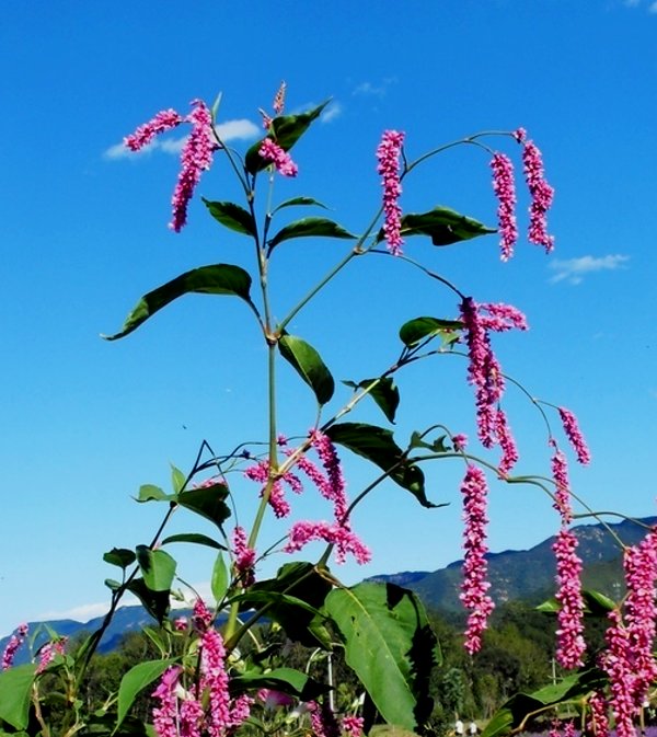 日月峡中草药(600)