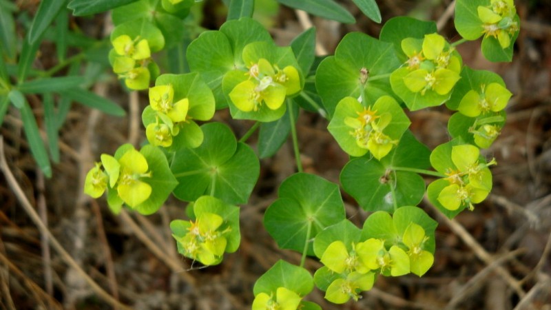 日月峡中草药625狼毒大戟2