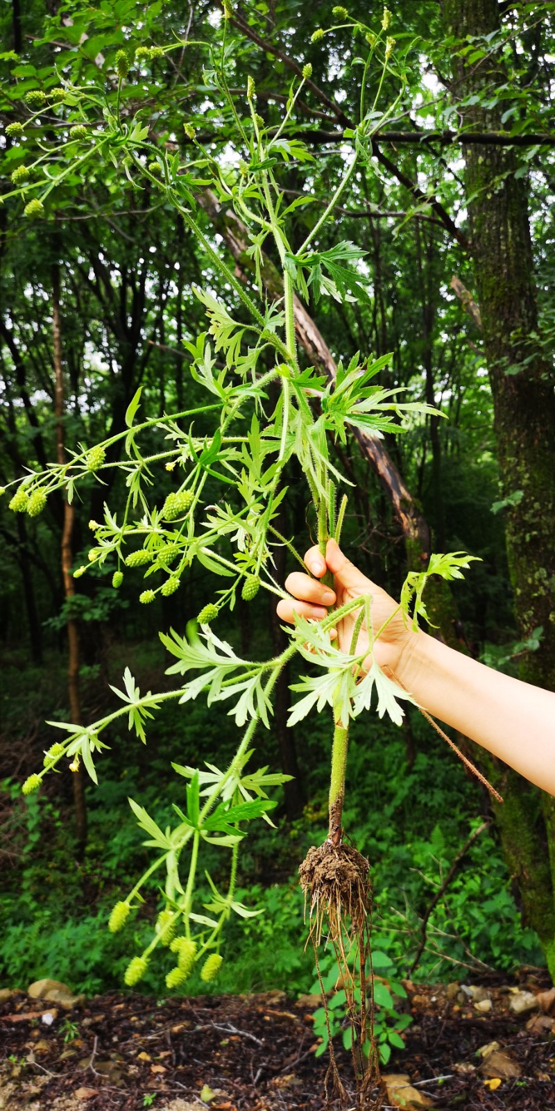 日月峡中草药(648)--茴茴蒜1