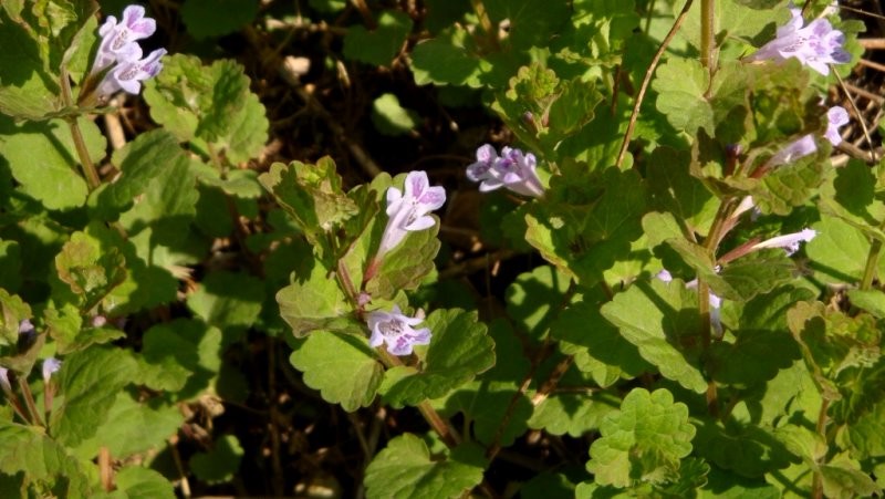 日月峽中草藥655連線草2