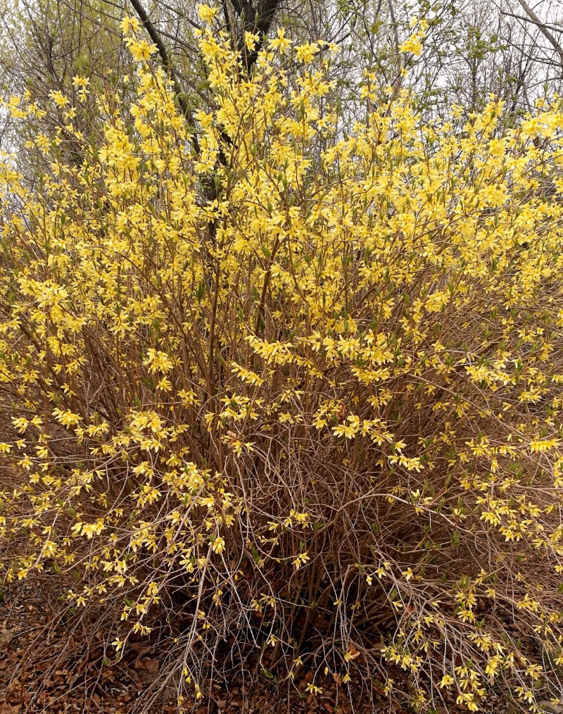 日月峡中草药(658)--连翘2