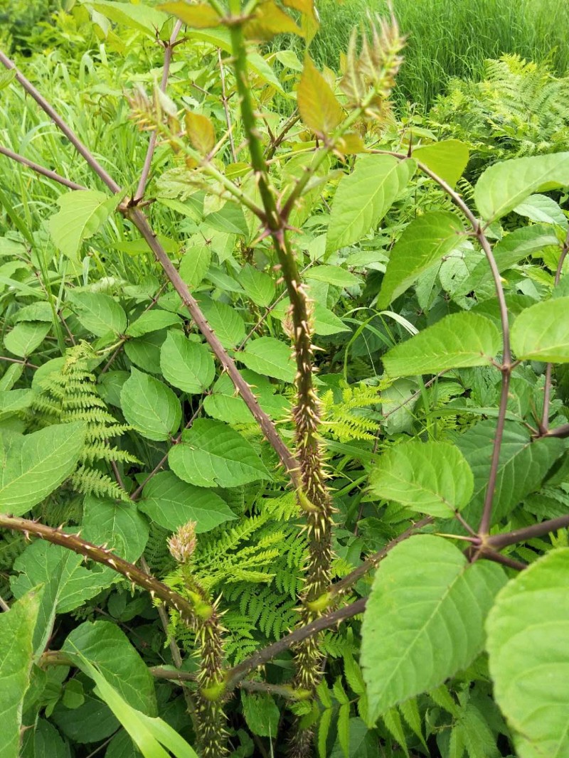 日月峡中草药(666-辽东楤木2