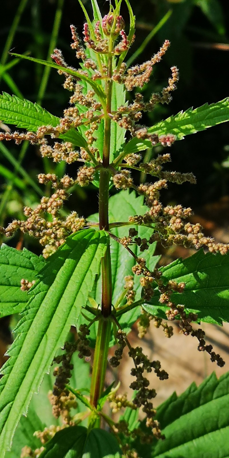 日月峡中草药672狭叶荨麻2