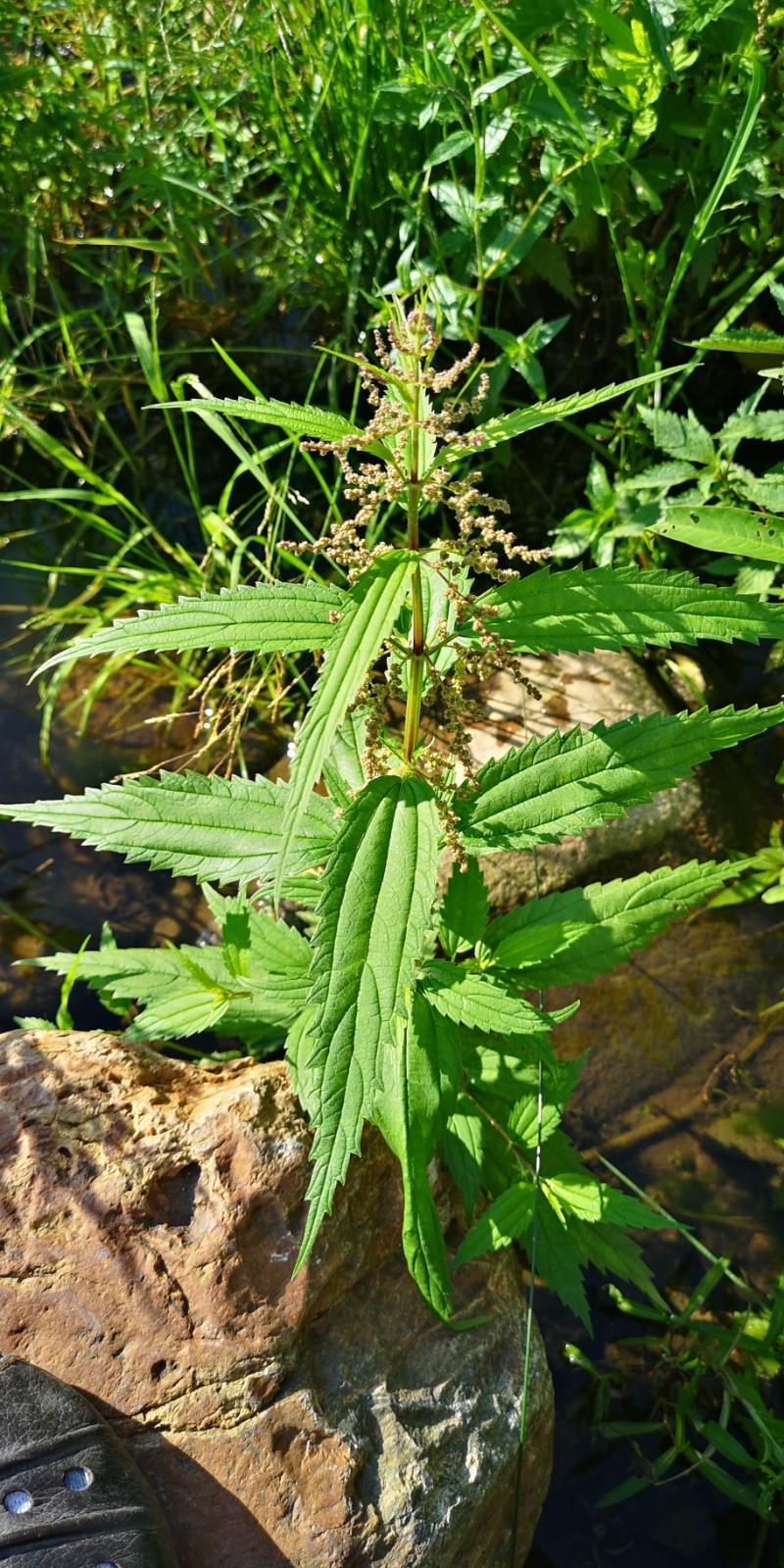 日月峡中草药672狭叶荨麻2