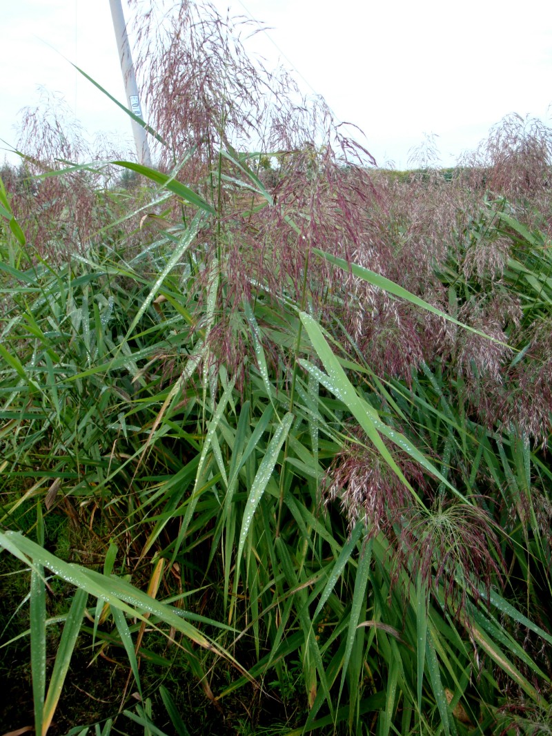 日月峡中草药(712)--芦苇2