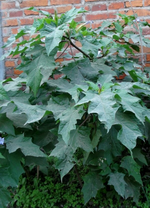 日月峡中草药830曼陀罗1