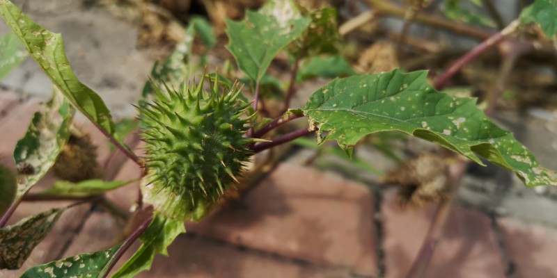 日月峡中草药(835)--曼陀罗6