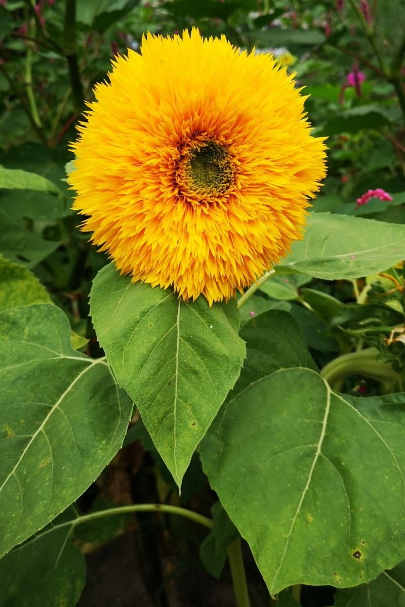 日月峡中草药(950)--千瓣葵2