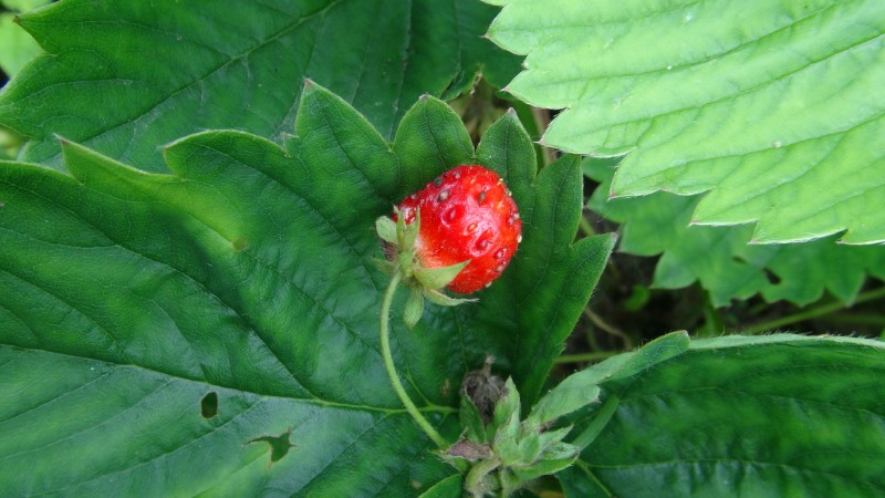 日月峡中草药1072山草莓3