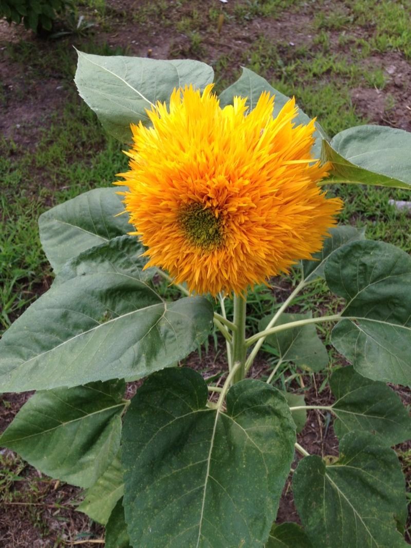 multiflorus),又名矮生葵花,為菊目菊科向日葵屬植物,原產北美,世界