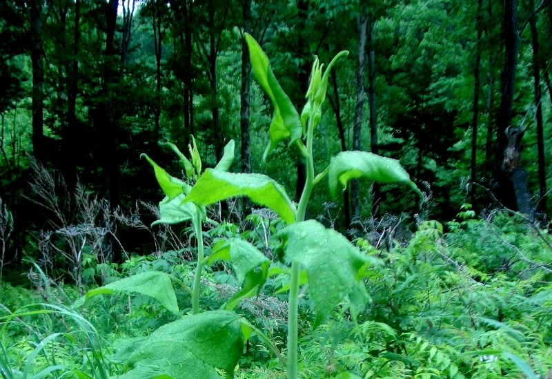 哨子尖野菜图片