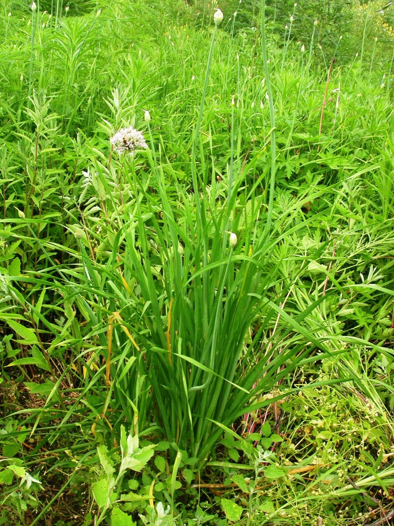 日月峡中草药1094山韭菜1