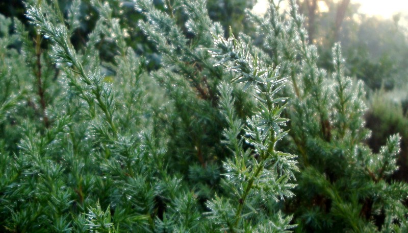 日月峡花鸟鱼虫:晨雾中的高山柏