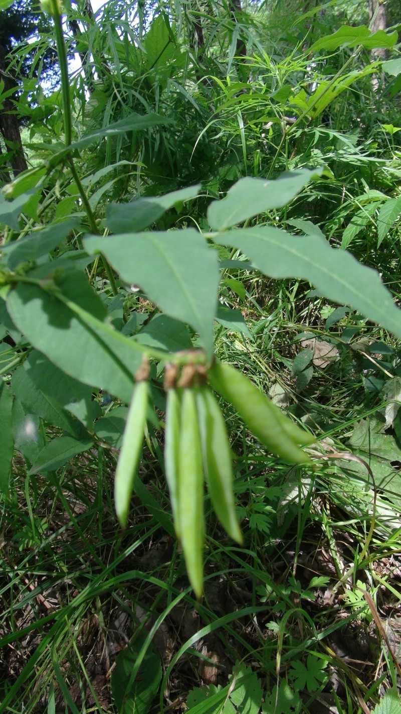 野豌豆种类图片