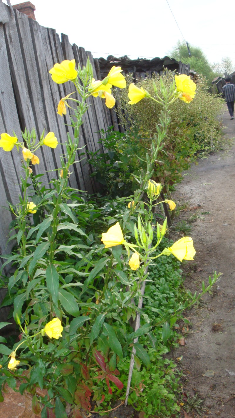 吳洋詩評:山芝麻(月見草)月見又名夜來香,嫦娥殿下巧梳妝.