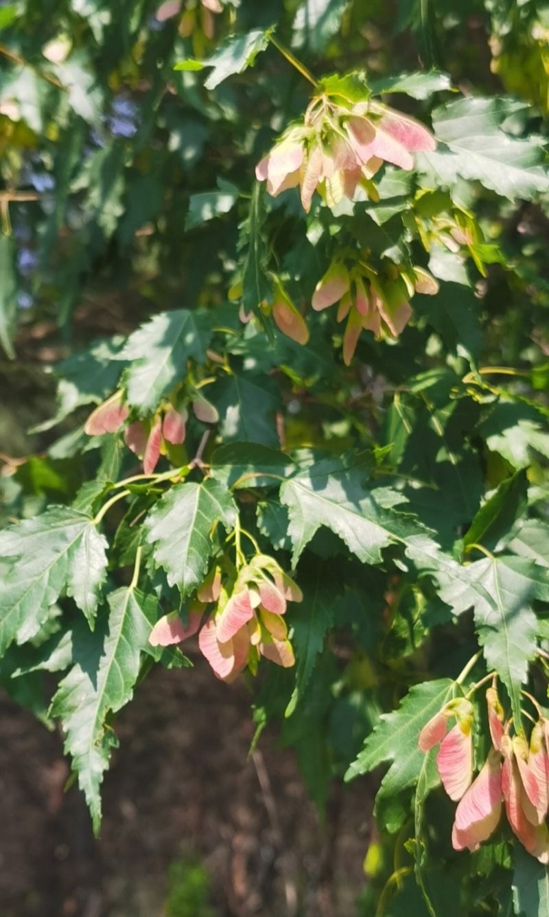 茶条槭叶子图片图片