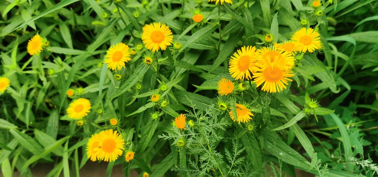 旋覆花1让胡路区