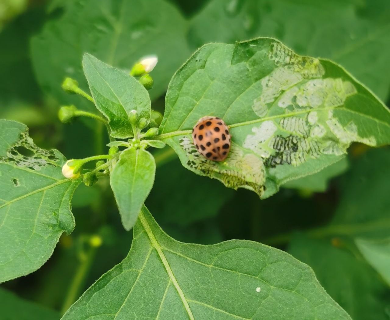 食螨瓢虫图片