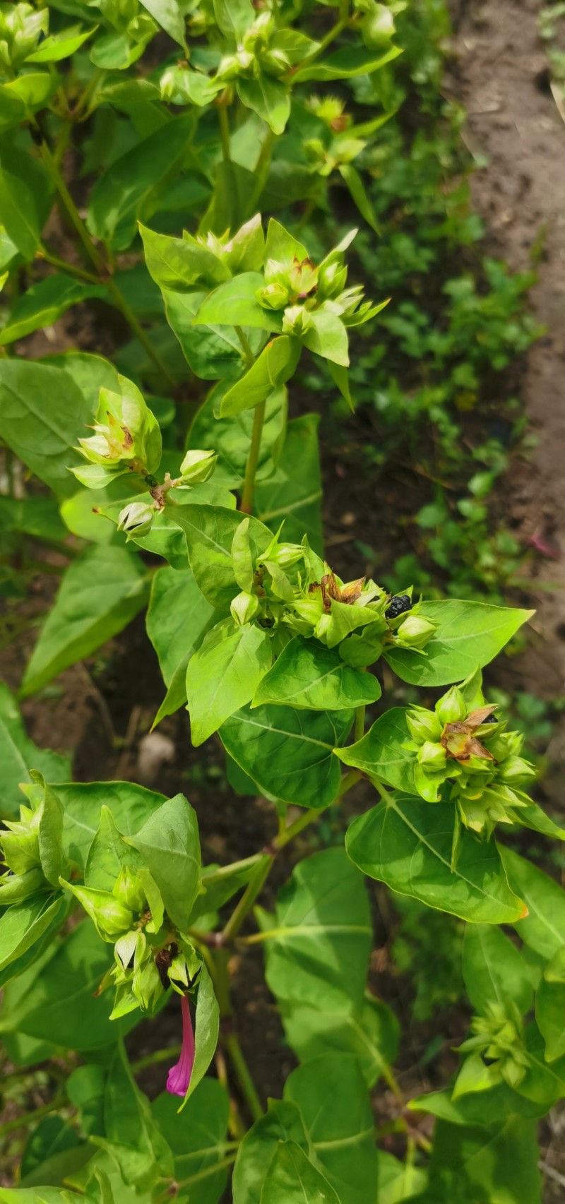 > 正文 種名(中) 紫茉莉 學名(拉丁) mirabilis jalapa 科 紫茉莉科