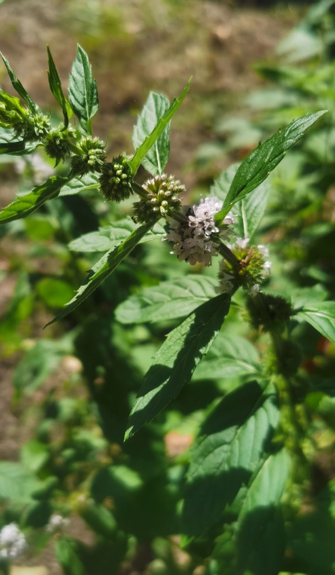 野薄荷图片图片