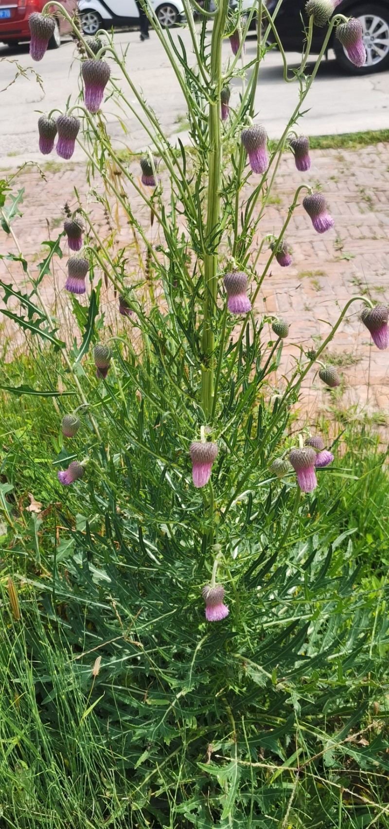 野蓟--让胡路区