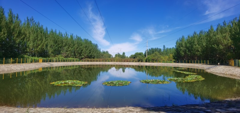 黑龍江省大慶市讓胡路區設計院植物園