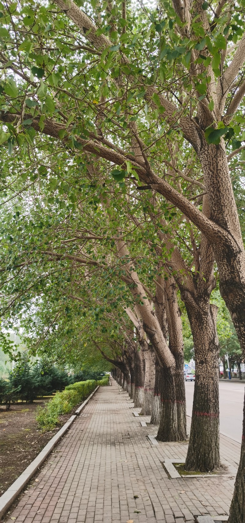 路边最10种最常见的树图片