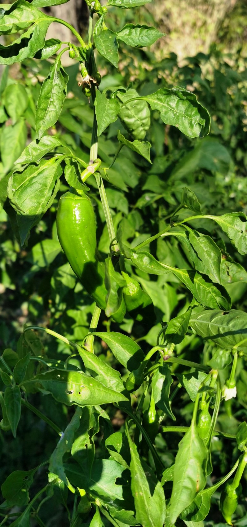 为木兰纲,茄科,辣椒属一年或有限多年生草本植物.