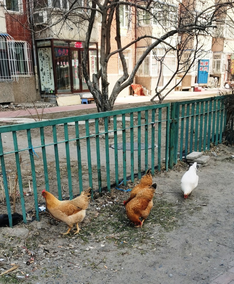 大庆溜达鸡图片