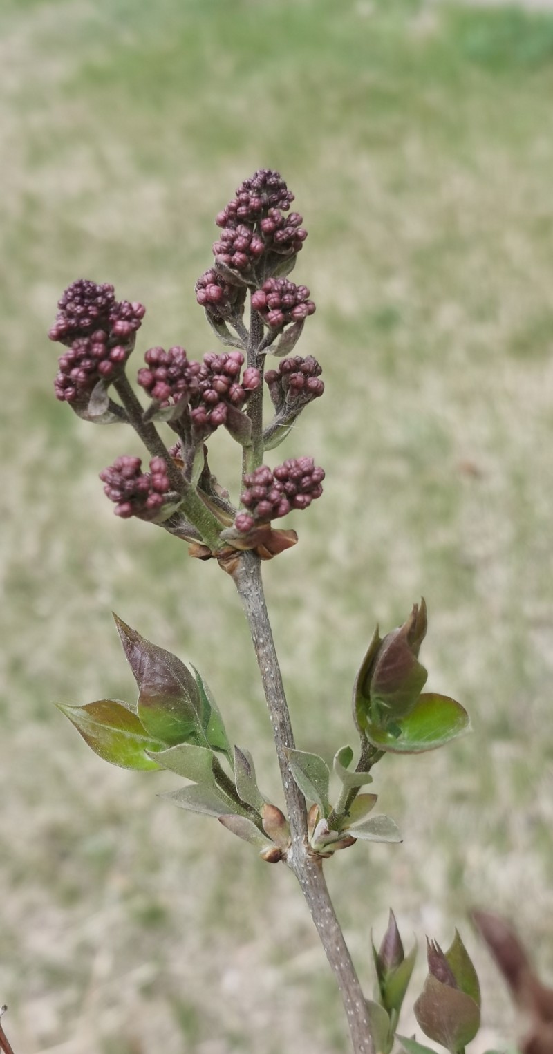 野生紫丁香花图片大全图片