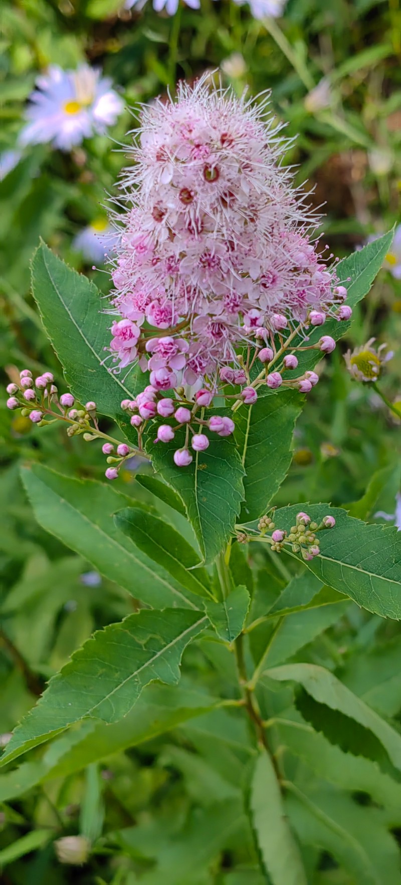 绣线菊(学名:spiraea salicifolial)是蔷薇科,绣线菊属植物.