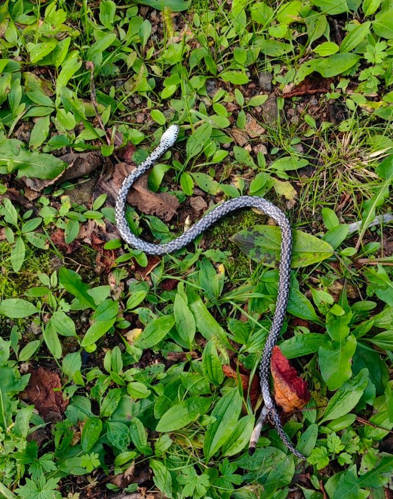 棕黑锦蛇:日月峡国家森林公园 
