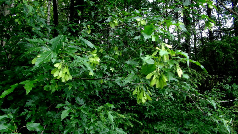 茶条槭 叶片图片