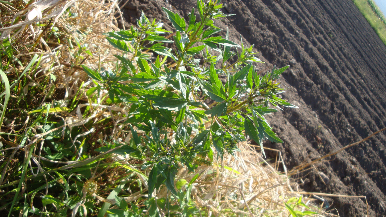 日月峡中草药刺藜